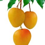 mango-image