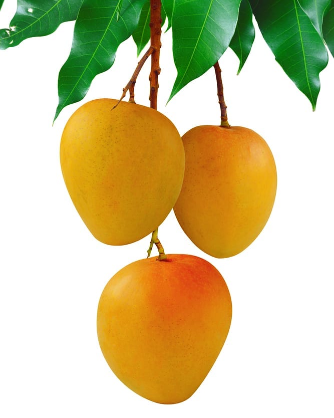 mango-image