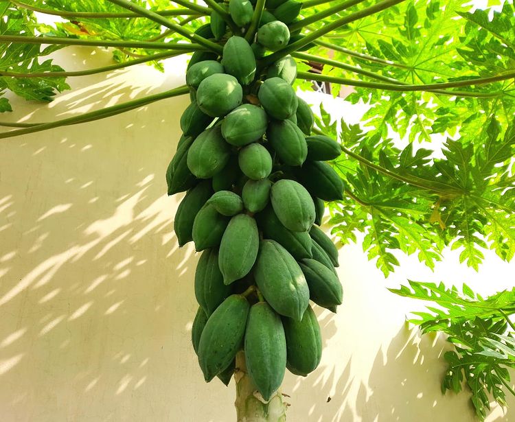 papaya-benefits