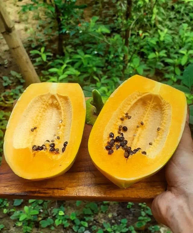 papaya-fruit-img