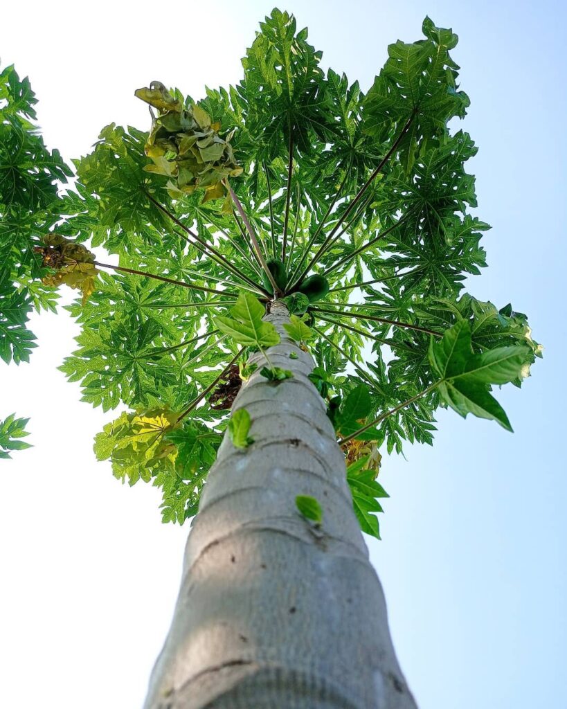 papaya-tree