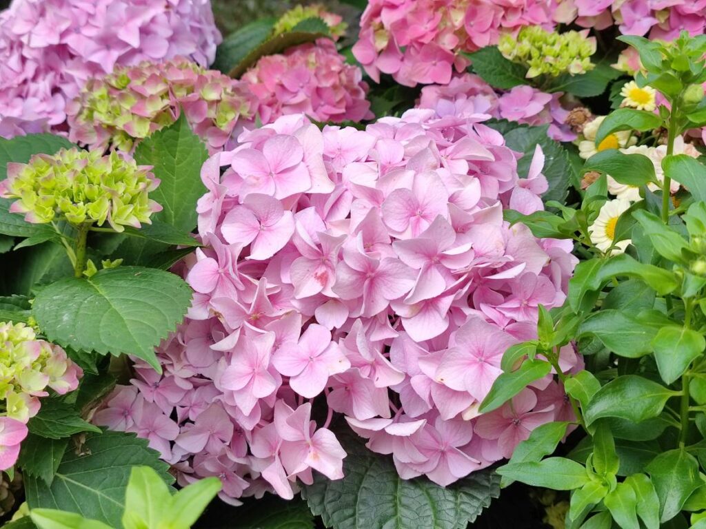 hydrangea-flower