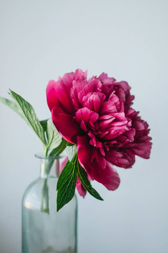 peony-flower