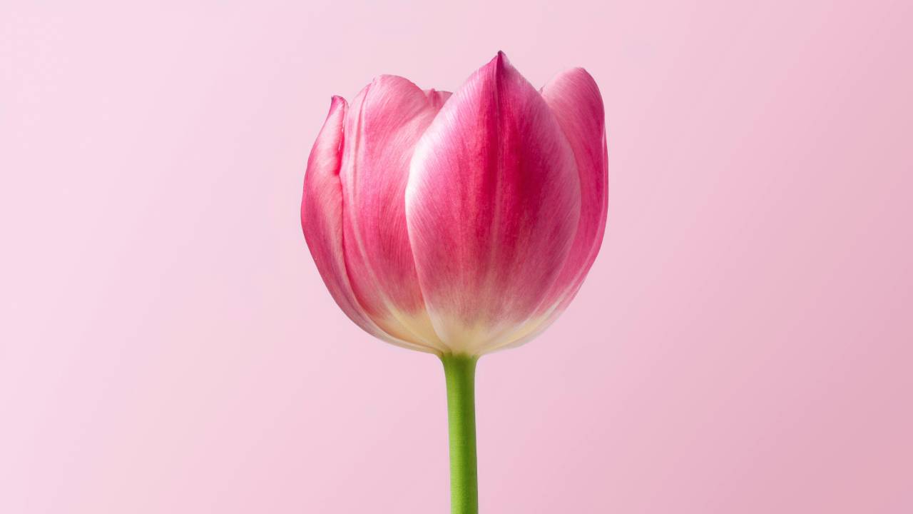 tulips-flower