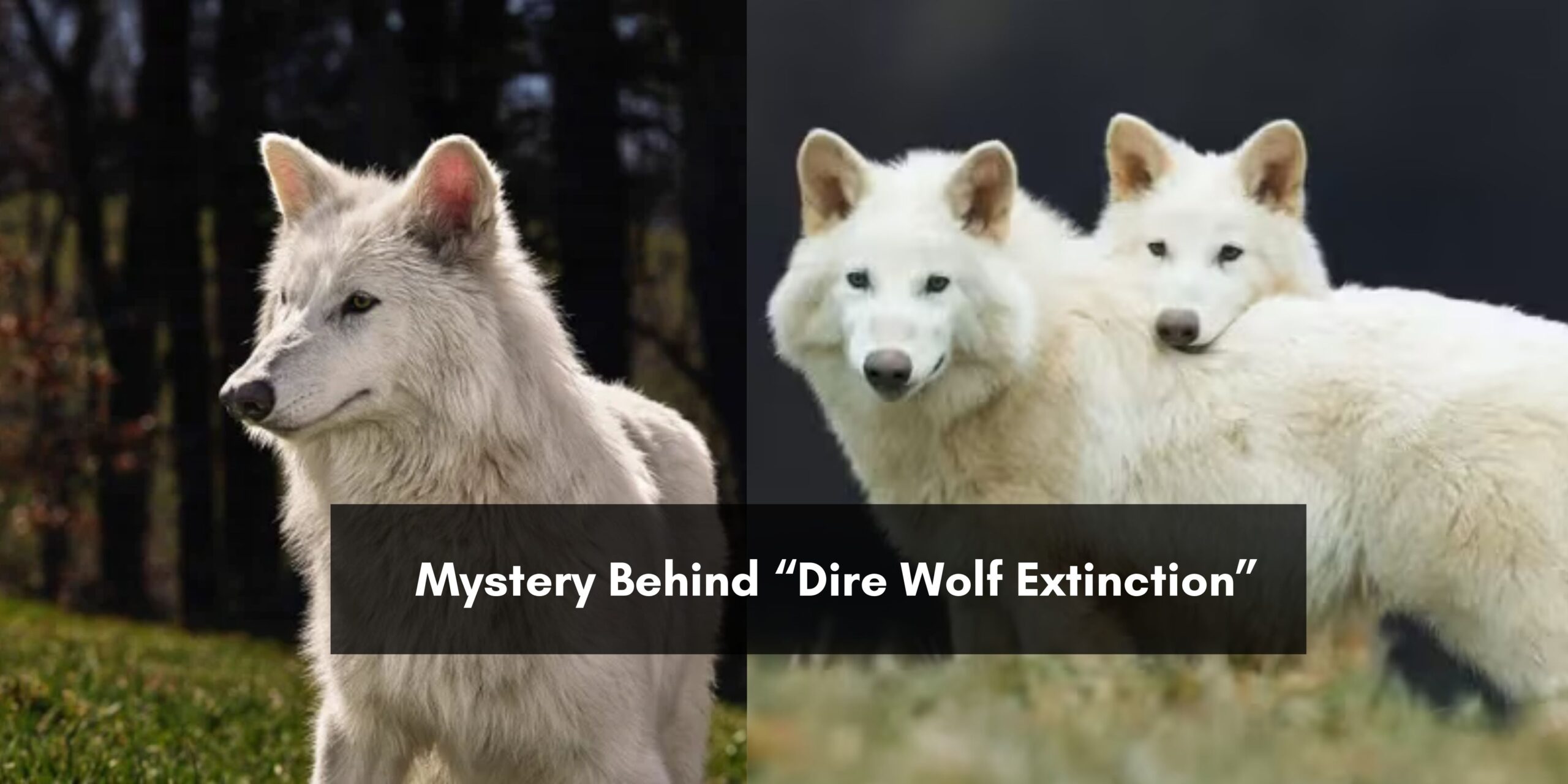 dire-wolf-extinction-image
