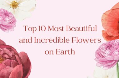 incredible-flower-banner-online