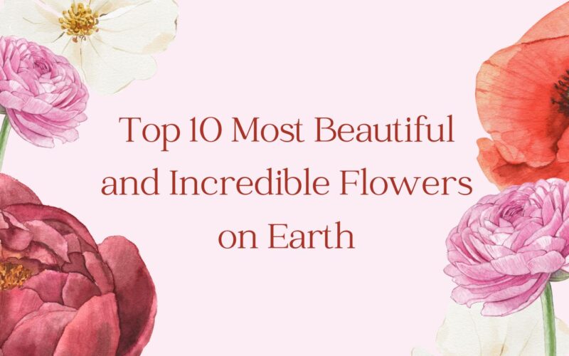 incredible-flower-banner-online
