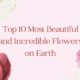 incredible-flower-banner-online
