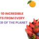 fruits-banner-image