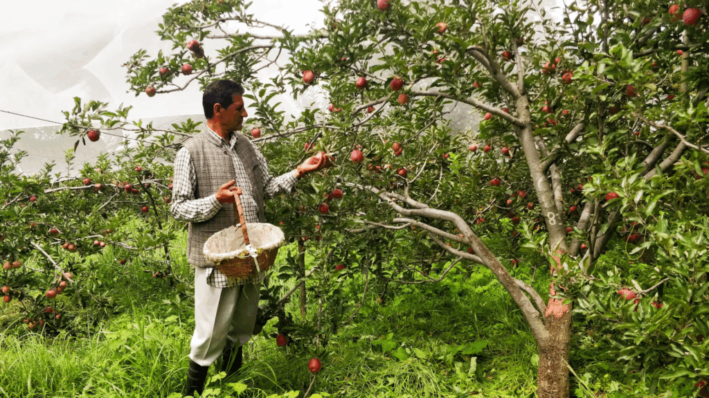 Apple Orchards of Thanedar